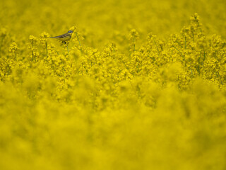Western Yellow Wagtail in rapeseed field