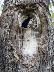 Tawny owl sitting in a tree hole