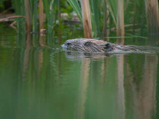 Beaver swimming in wetland 