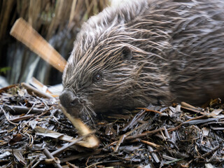 Beaver at dam