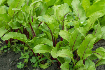 Young fresh beet leaves. Beetroot plants in a row from a close distance