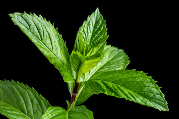 Mint leaf closeup isolated on black background
