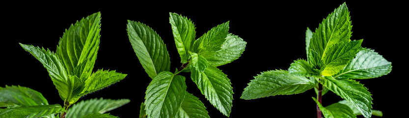 fresh mint leaf on black background. Collection