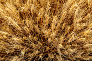Ripe wheat field nature scenery in summer field. Agricultural scene. 