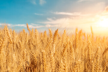 Ripe wheat field nature scenery in summer field. Agricultural scene at beautiful sunset.