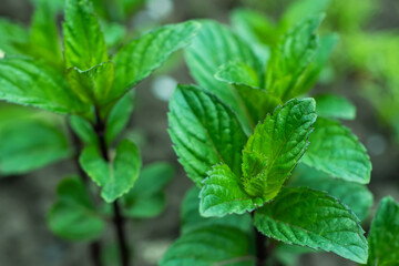 Fresh leaves green mint close up. Plant grow background.