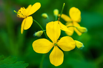 Bright yellow Celandine Poppy, on a green leafy background. Stylophorum diphyllum are beautiful...