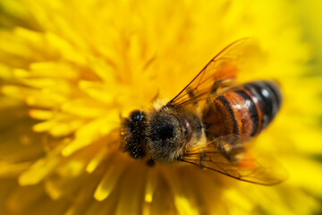 Beautiful bee with pollen on a flower in yellow is very close