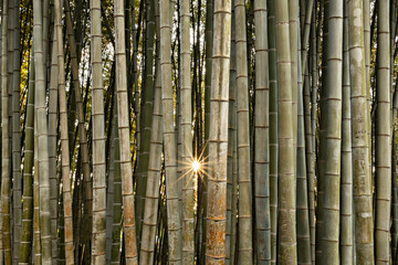 Fototapeta premium Bamboo forest in Batumi, Georgia