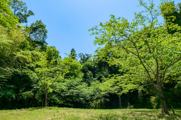 滋賀県大津市春日山公園をハイキング
