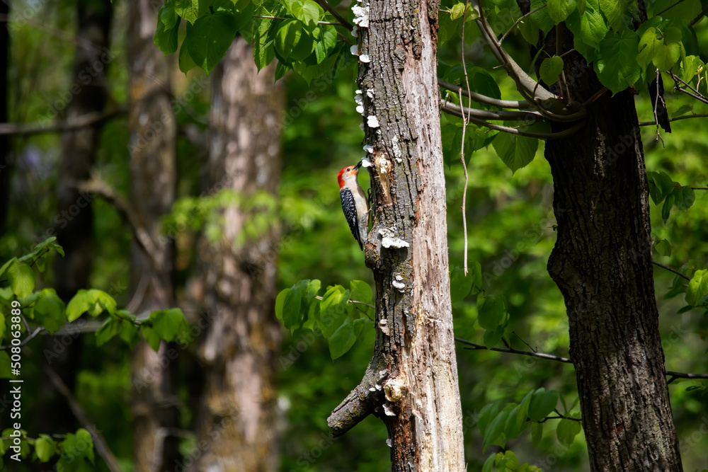 Poster The red-belied woodpecker (Melanerpes carolinus)  in the park.