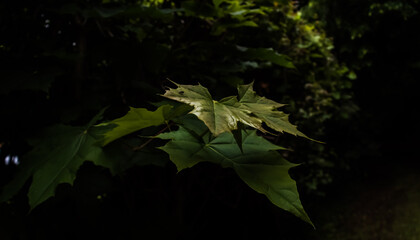 leaves in the dark
