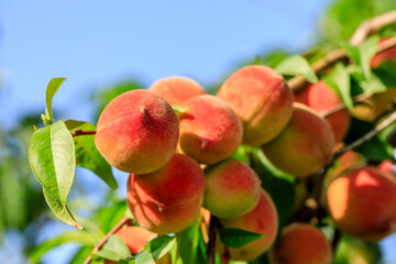 Ripe sweet peach fruit growing on peach branch in orchard