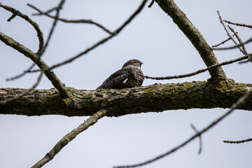 Fototapeta na wymiar Common Nighthawk (Chordeiles minor) resting on a branch. Natural scene from Wisconsin.