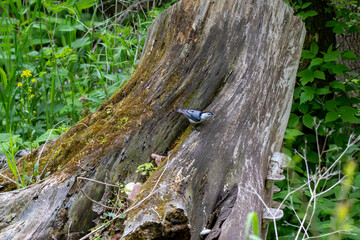 The white-breasted nuthatch (Sitta carolinensis) looking for food on an old stump