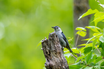 The white-breasted nuthatch (Sitta carolinensis) in the park