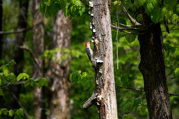 The red-belied woodpecker (Melanerpes carolinus)  in the park.