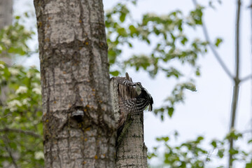 Fototapeta premium The hairy woodpecker (Leuconotopicus villosus). Natural scene from Wisconsin state park during nesting.