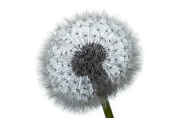 Delicate photograph of a dandelion seed head against a white background © eliosdnepr