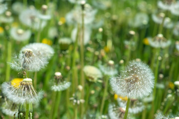 White fluffy dandelions, natural green blurred spring background, selective focus.