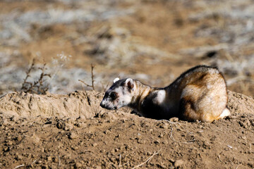 Obraz premium Black-footed Ferret