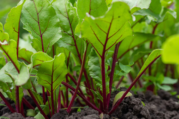 Young fresh beet leaves. Beetroot plants in a row from a close distance