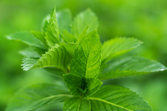 Fresh mint leaves in the garden. mint background,