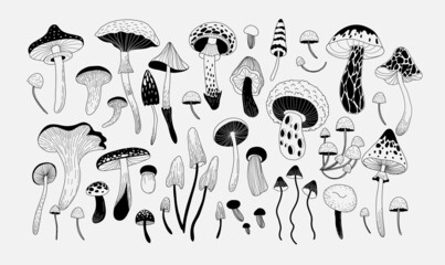 Set of various mystical mushrooms. Hippie magic boho wall art background. Psychedelic vector illustration. Magic and boho texture. Hand drawn style © merfin