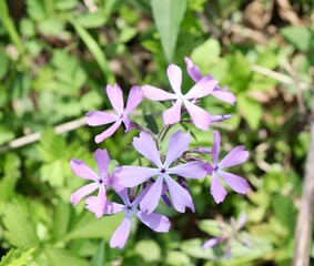 A close view of the small wildflowers on a spring day.