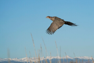Ringed-neck Pheasant Hen - Flight