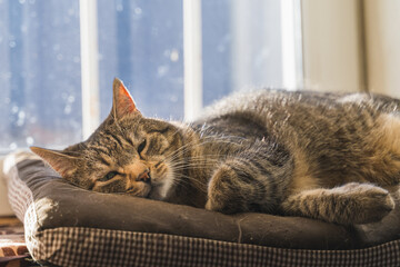 Adult chubby tabby cat sleeps sweetly on the windowsill