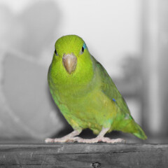 
A green pacific parrotlet sitting on a wooden shelf. The background is made black and white so the green bird stands out
