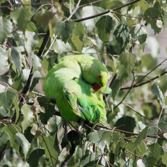 A rose-ringed parakeet in a broadleaf tree, busy preening itself. The bird is preening its back feathers.
