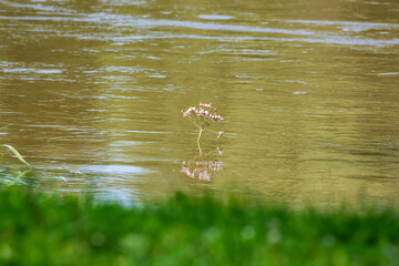 Brown water of poland river Vistula in Summer