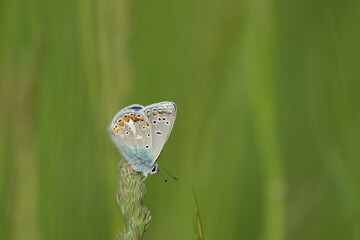 Common blue butterfly on a plant