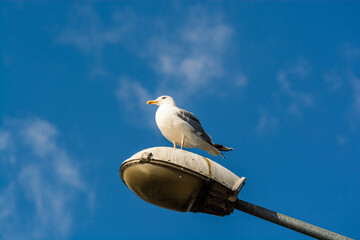 Gull sitting on the public light lamp with blue sky in background