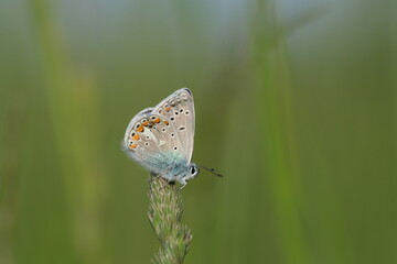 Close up of a common blue butterfly