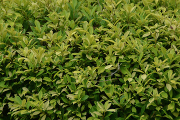 Obraz premium Close-up green bush. Selective focus and blurred.