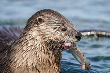River Otter