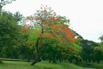 Fototapeta na wymiar Big tree with red flower blooming at the park in Thailand.