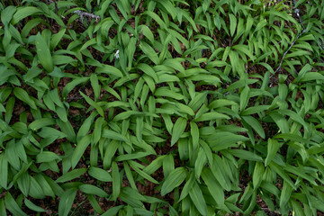 Bear’s garlic fresh green leaves