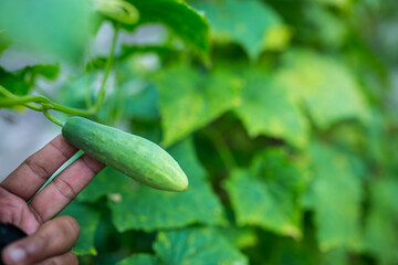 Cucumber plant,Thai herb,Plant green leaves.vegetables in the garden
