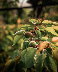 Close-up of apricots during golden hour in Francop, Hamburg, Germany