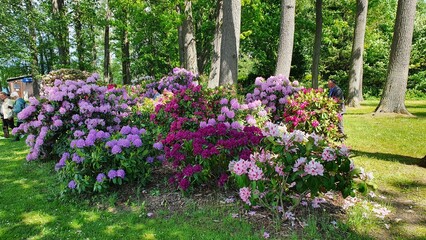 Blütenpracht Rhododendron