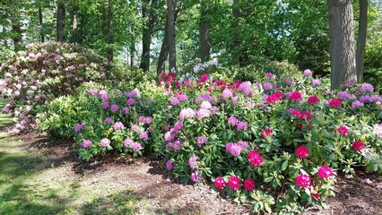 Blütenpracht Rhododendron