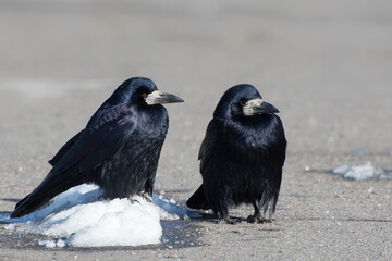 Two black crows in the snow. The end of winter, the arrival of spring.