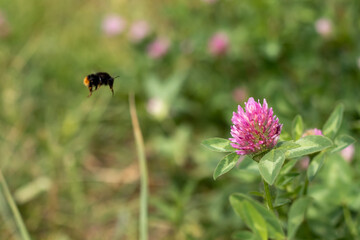A bumblebee flies towards a clover flower on a blurred green meadow. Blooming clover with a bumblebee. Selective focus with blurred background.