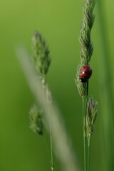 Fototapeta premium Ladybug on plant in nature, cute tiny red beetle