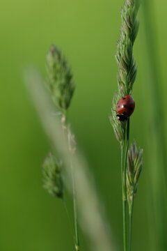 Ladybug on plant in nature, cute tiny red beetle