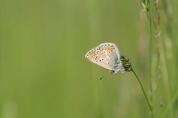 Close up of a common blue butterfly on a plant